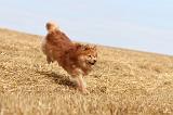 CHIEN FINNOIS DE LAPONIE 237